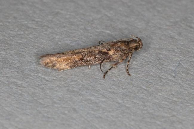 Scrobipalpa costella, adult. Ouston, 08-06-2017. Copyright Verna Atkinson.