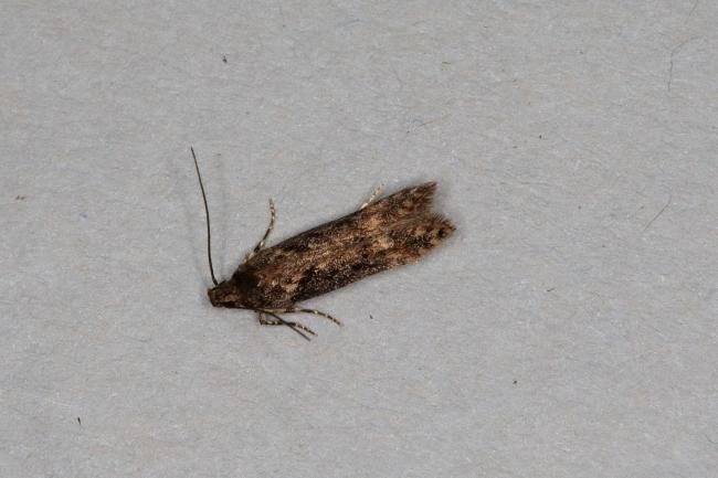 Scrobipalpa costella, adult. Ouston, 15-11-2018. Copyright Verna Atkinson.