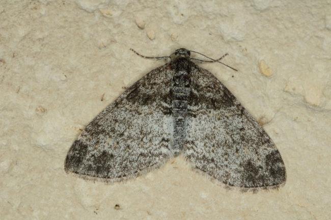 Seraphim (Lobophora halterata), adult. Ouston, 26-05-2020. Copyright Verna Atkinson.