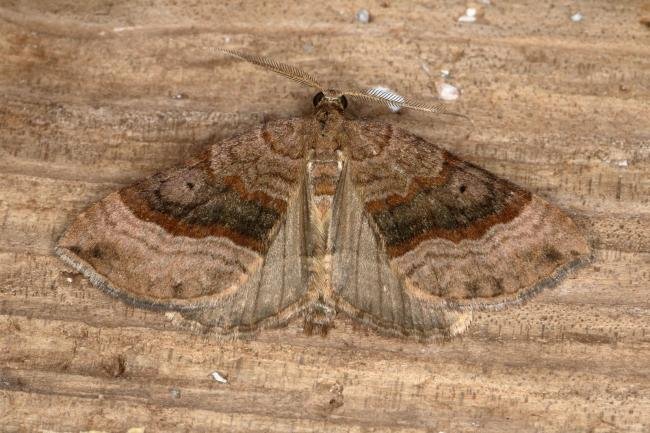 Shaded Broad-bar (Scotopteryx chenopodiata), adult. Ouston, 16-06-2019. Copyright Verna Atkinson.