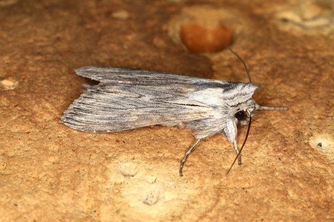 Chamomile Shark (Cucullia chamomillae), adult. Ouston, 18-05-2023. Copyright Verna Atkinson.