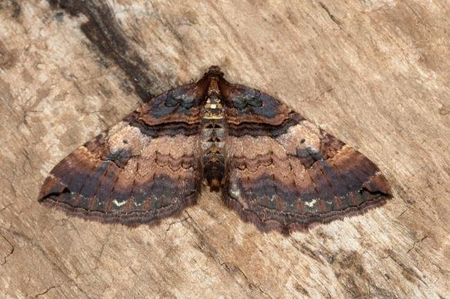 Shoulder Stripe (Earophila badiata), adult. Ouston, 22-03-2019. Copyright Verna Atkinson.