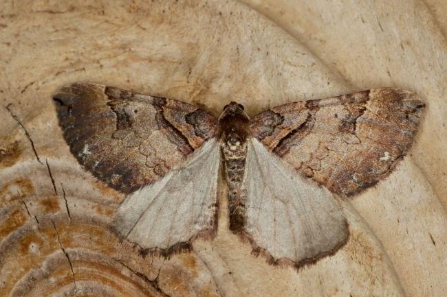 Shoulder Stripe (Earophila badiata), adult. Ouston, 30-03-2021. Copyright Verna Atkinson.