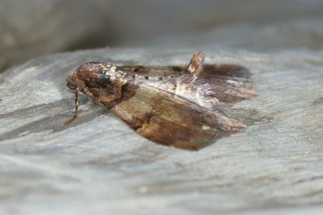 Shoulder Stripe (Earophila badiata), adult. Ouston, 06-04-2016. Copyright Verna Atkinson.