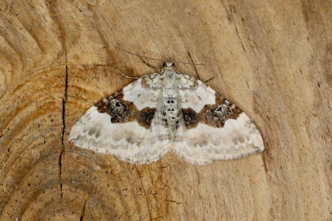 Silver-ground Carpet (Xanthorhoe montanata), adult. Ouston, 31-05-2023. Copyright Verna Atkinson.