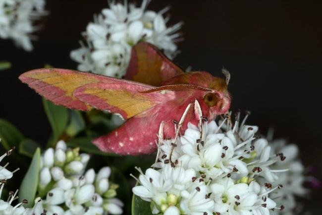 Small Elephant Hawk-moth (Deilephila porcellus), adult. Ouston, 02-06-2020. Copyright Verna Atkinson.