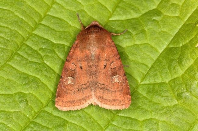 Small Square-spot (Diarsia rubi), adult. Ouston, 23-05-2016. Copyright Verna Atkinson.