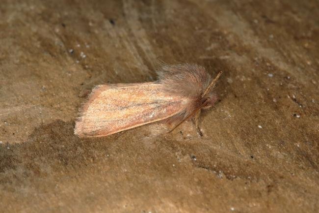 Small Wainscot (Denticucullus pygmina), adult. Ouston, 03-09-2018. Copyright Verna Atkinson.