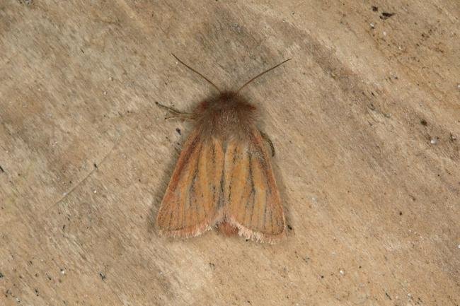 Small Wainscot (Denticucullus pygmina), adult. Ouston, 03-09-2018. Copyright Verna Atkinson.