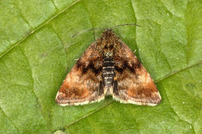 Small Yellow Underwing (Panemeria tenebrata), adult. Bowes Valley Nature Reserve, 24-05-2016. Copyright Verna Atkinson.