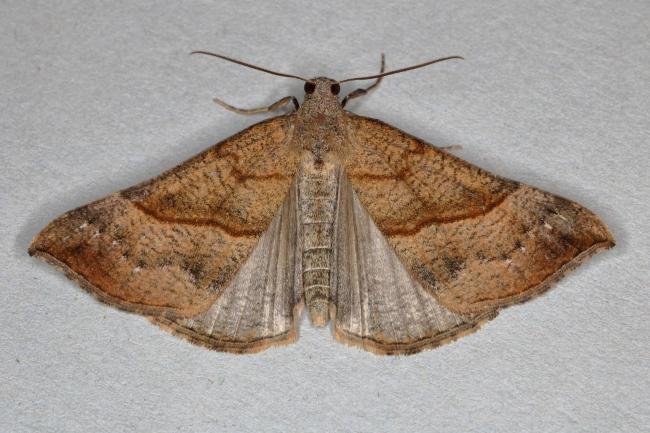 Snout (Hypena proboscidalis), adult. Ouston, 03-07-2019. Copyright Verna Atkinson.