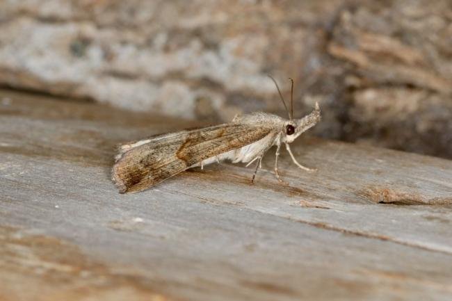 Snout (Hypena proboscidalis), adult. Ouston, 09-06-2022. Copyright Verna Atkinson.
