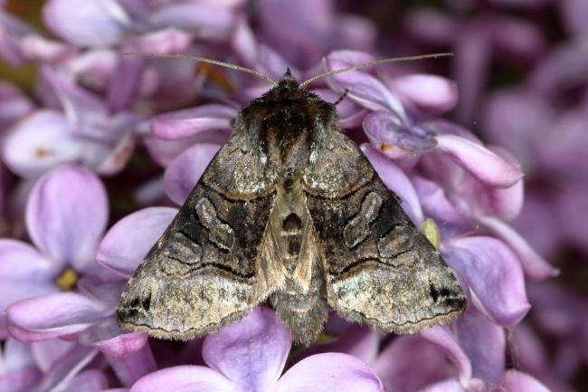 Spectacle (Abrostola tripartita), adult. Ouston, 20-05-2020. Copyright Verna Atkinson.