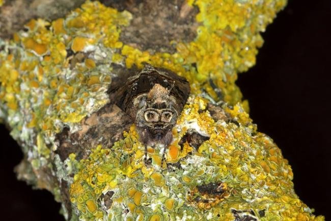 Spectacle (Abrostola tripartita), adult. Ouston, 27-05-2018. Copyright Verna Atkinson.