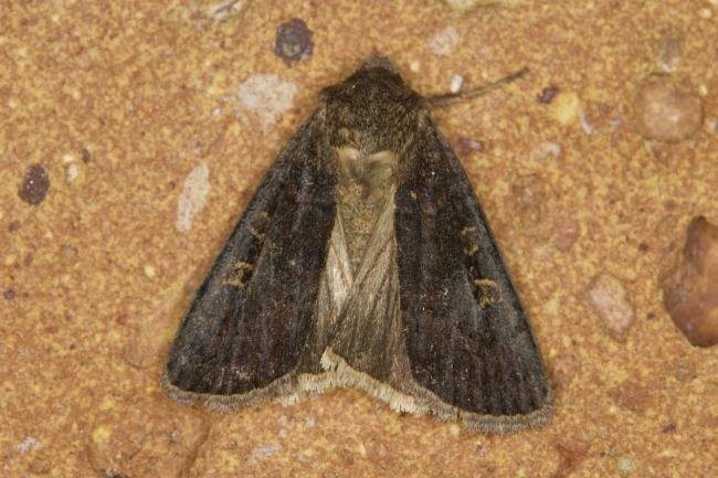 Square-spot Rustic (Xestia xanthographa), adult. Ouston, 19-09-2021. Copyright Verna Atkinson.