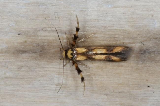 Stathmopoda pedella, adult. Ouston, 19-07-2016. Copyright Verna Atkinson.