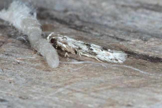 Stenolechia gemmella, adult. Ouston, 05-09-2016. Copyright Verna Atkinson.