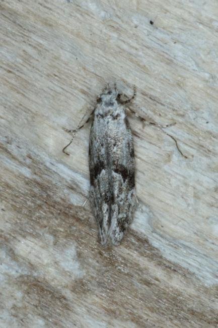 Stenolechia gemmella, adult. Ouston, 07-09-2016. Copyright Verna Atkinson.