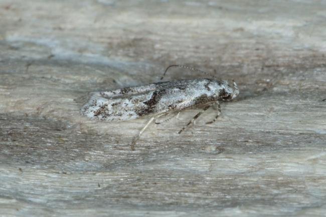 Stenolechia gemmella, adult. Ouston, 07-09-2016. Copyright Verna Atkinson.