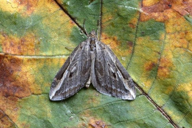 Streak (Chesias legatella), adult. Ouston, 21-10-2015. Copyright Verna Atkinson.