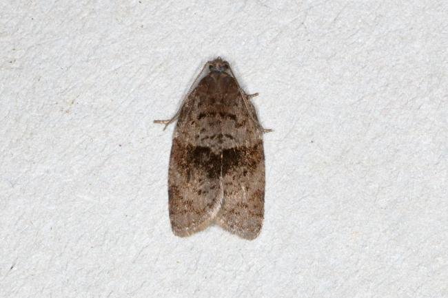 Syndemis musculana, adult. Ouston, 18-05-2020. Copyright Verna Atkinson.