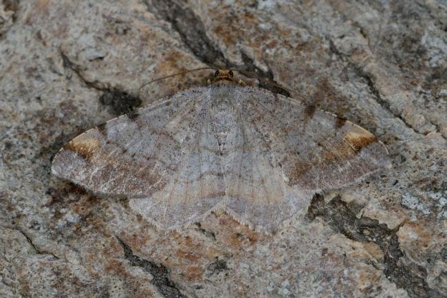 Tawny-barred Angle (Macaria liturata), adult. Ouston, 23-06-2022. Copyright Verna Atkinson.