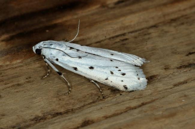 Thistle Ermine (Myelois circumvoluta), adult. Ouston, 02-06-2019. Copyright Verna Atkinson.