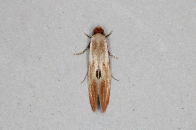 Tinea semifulvella, adult. Ouston, 06-07-2017. Copyright Verna Atkinson.