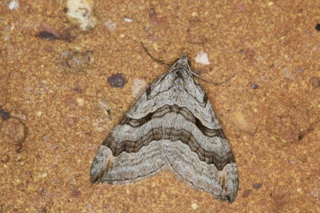 Treble-bar (Aplocera plagiata), adult. Ouston, 23-08-2021. Copyright Verna Atkinson.