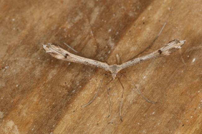 Twin-spot Plume (Stenoptilia bipunctidactyla), adult. Ouston, 27-06-2022. Copyright Verna Atkinson.