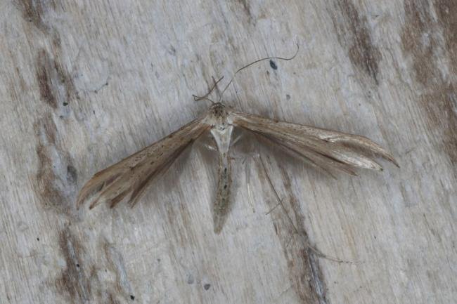 Twin-spot Plume (Stenoptilia bipunctidactyla), adult. Ouston, 24-08-2016. Copyright Verna Atkinson.