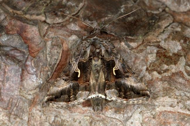 Silver Y (Autographa gamma), adult. Ouston, 25-09-2019. Copyright Verna Atkinson.