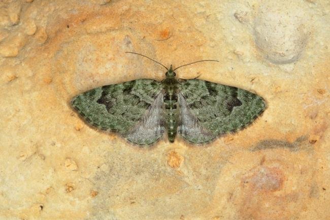 V-Pug (Chloroclystis v-ata), adult. Ouston, 30-05-2018. Copyright Verna Atkinson.