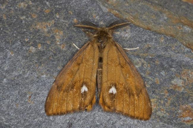 Vapourer (Orgyia antiqua), adult. Ouston, 25-09-2021. Copyright Verna Atkinson.