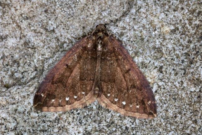 Water Carpet (Lampropteryx suffumata) f. piceata, adult. Ouston, 17-04-2018. Copyright Verna Atkinson.