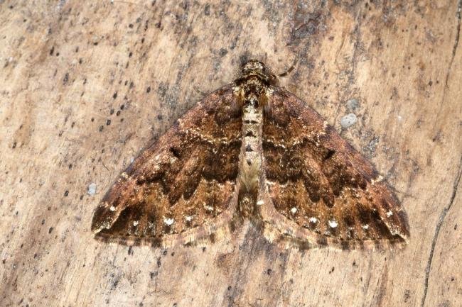 Water Carpet (Lampropteryx suffumata), adult. Ouston, 30-03-2017. Copyright Verna Atkinson.