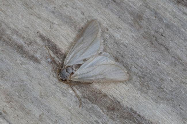 Water Veneer (Acentria ephemerella), adult. Ouston, 05-08-2016. Copyright Verna Atkinson.