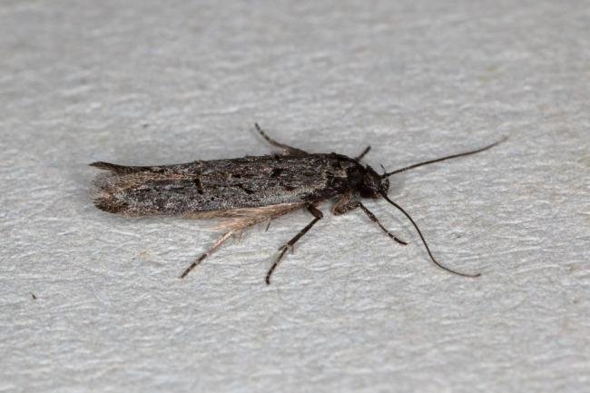 Xenolechia aethiops, adult. Ouston, 08-04-2020. Copyright Verna Atkinson.