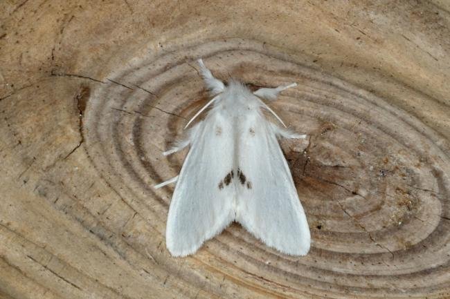 Yellow-tail (Euproctis similis), adult. Ouston, 18-07-2018. Copyright Verna Atkinson.