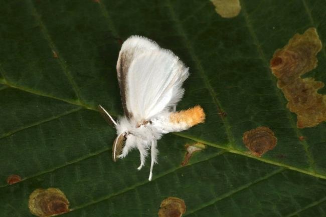 Yellow-tail (Euproctis similis), adult. Ouston, 06-07-2022. Copyright Verna Atkinson.