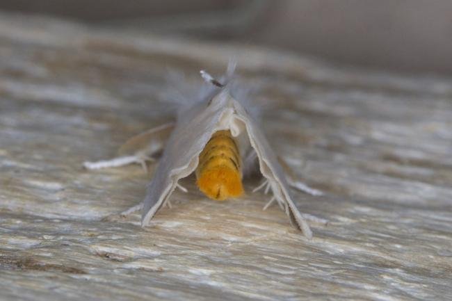Yellow-tail (Euproctis similis), adult. Ouston, 17-07-2021. Copyright Verna Atkinson.