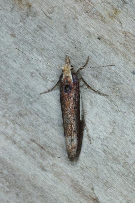 Ypsolopha parenthesella, adult. Ouston, 09-09-2016. Copyright Verna Atkinson.