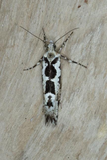 Ypsolopha sequella, adult. Ouston, 07-09-2016. Copyright Verna Atkinson.