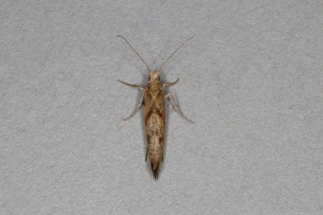 Ypsolopha sylvella, adult. Ouston, 12-09-2019. Copyright Verna Atkinson.