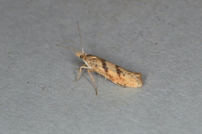 Ypsolopha sylvella, adult. Ouston, 05-09-2018. Copyright Verna Atkinson.