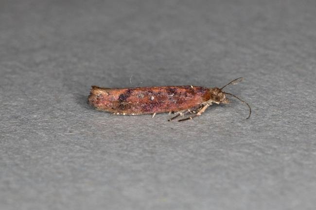 Ypsolopha ustella, adult. Ouston, 11-10-2019. Copyright Verna Atkinson.