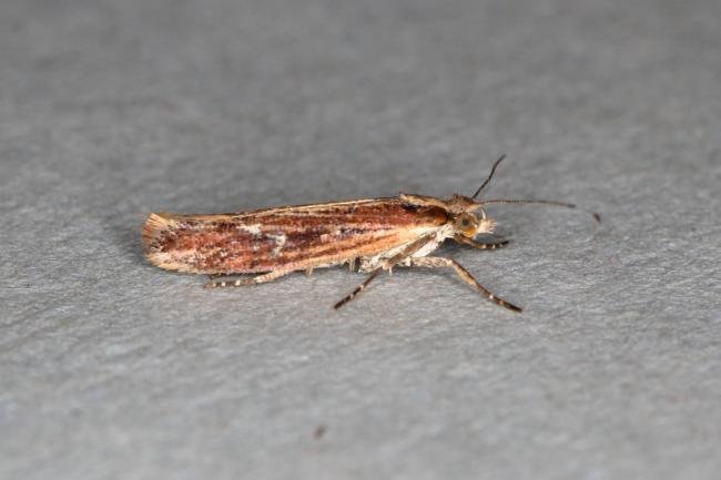 Ypsolopha ustella, adult. Ouston, 31-12-2019. Copyright Verna Atkinson.