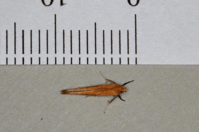 Zelleria hepariella, adult. Ouston, 09-04-2018. Copyright Verna Atkinson.