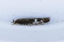 Mompha langiella, adult. 10-08-2023. Copyright Arto Maatta.