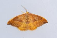Barred Hook-tip (Watsonalla cultraria), adult. Waldridge Fell, 22-08-2023. Copyright Christopher Blakey.